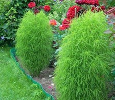 50 Samen “ Kochea“ Sommer