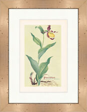 Frauenschuh Cypripedium calceolus Orchidee Heilpflanzen Heilkräuter 014 Gerahmt
