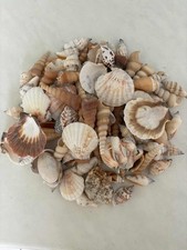 Deko Muscheln 500g Mix weiss braun grau - wie neu - maritim