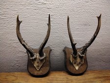 Rehgeweih auf Holzschild