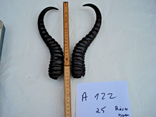 Springbock Hörner 25 Cm Schläuche Krucken Krampus Maskenbau Geweih A 122