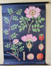 Heckenrose, Hagemann Nr. 9