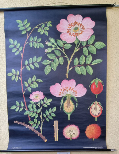 Heckenrose hagemann 9 - heckenrose,,