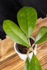 Hoya finlaysonii x deykeae