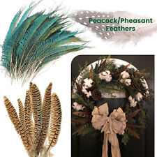 10 X Natürlich Fasan / Pfau