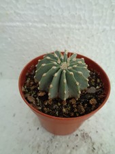 Geohintonia mexicana 3cm we