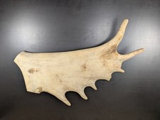 1 Damhirsch Geweihe hell weiß