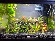 Eheim Aquarium komplett Starter Set 80l  Mit Wurzel Pflanzen und Bodengrund 