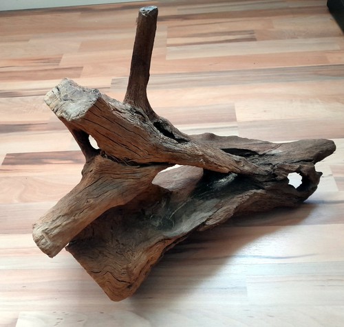 Mangroven wurzel ca - mangroven,