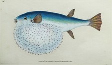 Antiker Fischdruck STERNKUGELFISCH, Kugelfisch Original Donovan 1804