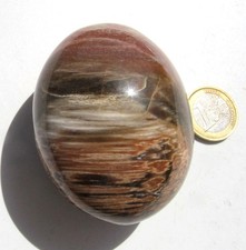 Fossiles Holz, versteinertes Holz, Handschmeichler 207 g. (Hs742)