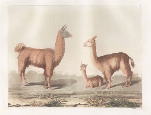 Llama lama alpaca alpaka - llama,