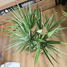 100cm Chinesische Hanfpalme