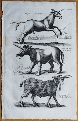 Einhorn waldesel - waldesel, (t7)