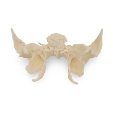 Keilbein Os Sphenoides Anatomie Modell lebensgroß detailiert