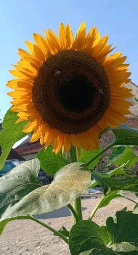 Taiyo riesen sonnenblumensamen - taiyo, riesen-sonnenblumensamen