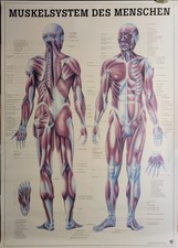 Menschliches Muskelsystem