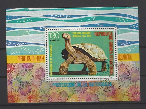Schildkröte tiere tortuga - schildkröte,
