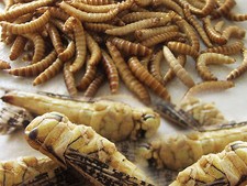 ESSBARE INSEKTEN HEUSCHRECKEN & BUFFALOS - Feine Speise-Insekten zum Kochen