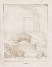 Pholidota Pangolin animal