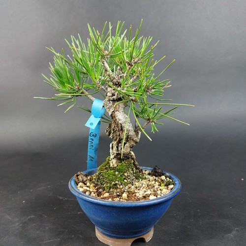Bonsai schwarzkiefer pinus - bonsai-schwarzkiefer,,