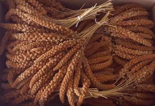 Kolbenhirse rot 1kg
