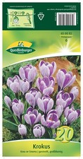Krokus Großblumig "King of