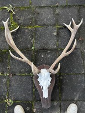 Hirschgeweih 12 Ender mit