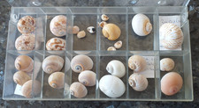 Muscheln Schnecken Naticas