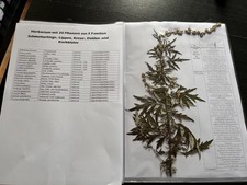 Herbarium mit 20 Pflanzen