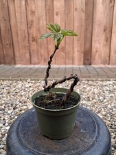 Bergahorn, Pre Bonsai, Bonsai