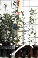 Quercus ilex var. rotundifolia  -  immergrüne Steineiche, Unterart   (Pflanze)