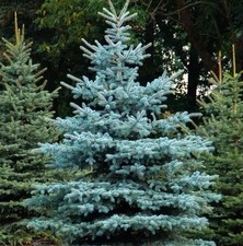 Blaufichten , Blautanne , 5