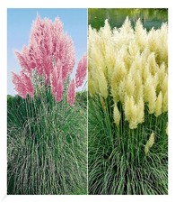 Pampasgras Sortiment 2 Pflanzen Cortaderia selloana  rosa und weiß blühend