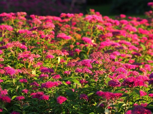 Spiraea japonica - 1, x