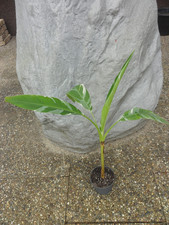 Musa Florida Banana Variegata