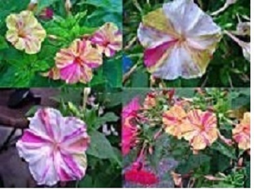 Wunderblume 20 samen - wunderblume,