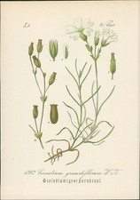 Chromolithographie 