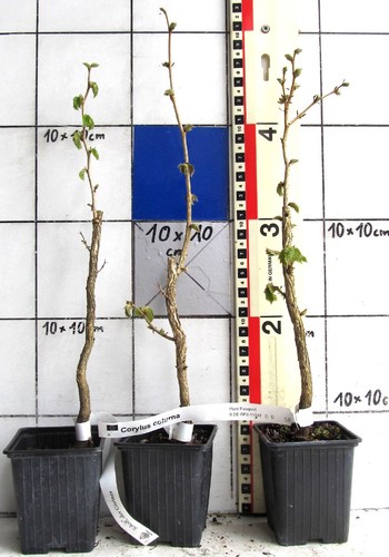 Corylus colurna - ,