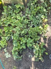 25 Erdbeerpflanzen XXL Maxi Erdbeeren