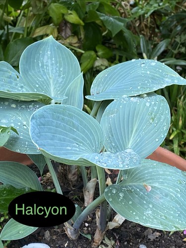 Hosta halcyon 1 - hosta,