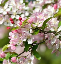 Vielblütiger zierapfel - vielblütiger,