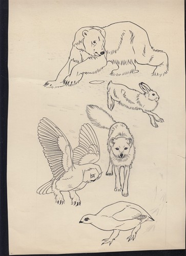 Tiere der arktis - eisbär, 1955