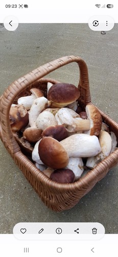 Steinpilze luftgetrocknet 100g - steinpilze,