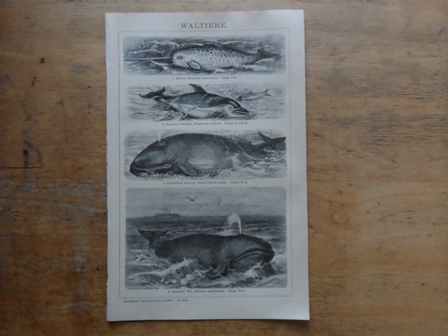 Orig holzstich waltiere - orig.(1908),