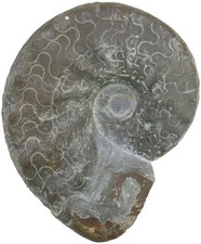 Trias  Ceratites enodis  Seltener Ceratit MO2   Gänheim bei Arnstein  W73-8