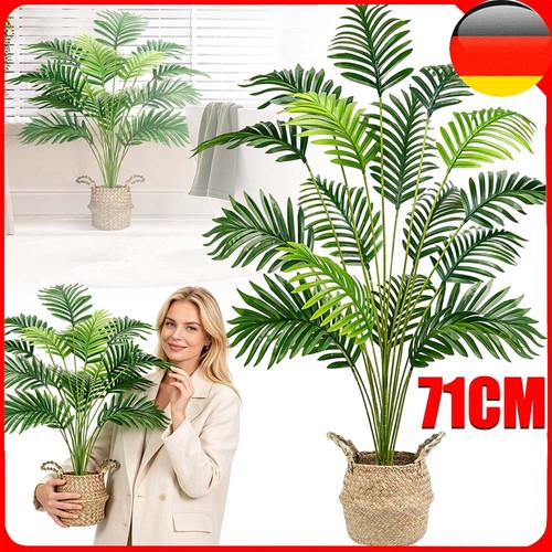 Palme palmenbaum fächerpalme - palmenbaum,