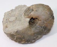 Nautilus, Cenoceras sp., Jura