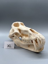 XL Pavian Schädel (Papio) –