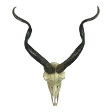 Kudu Kopf Tierschädel